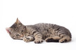 © Ferenc Szelepcsenyi - striped kitten, isolated on white