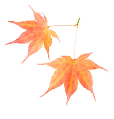 Wall Mural - Two maple leaves