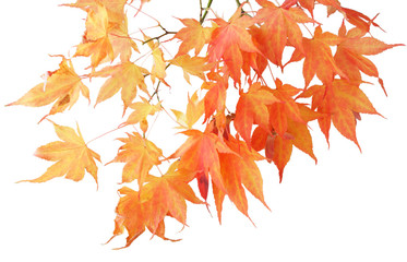 Wall Mural - Maple