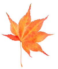 Wall Mural - Red maple leaf