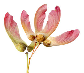 maple seeds