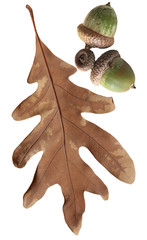 Wall Mural - Oak leaf