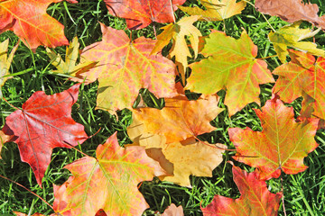 Wall Mural - Autumn leaves
