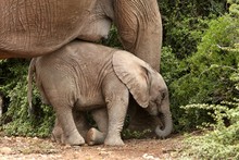 Baby Elephant Nap