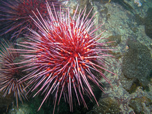 Red Sea Urchin (Strongylocentrotus Franciscanus)