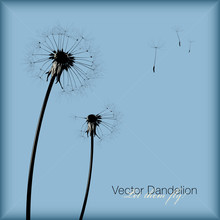 Vector Dandelion (all Seeds Are Separate Objects)