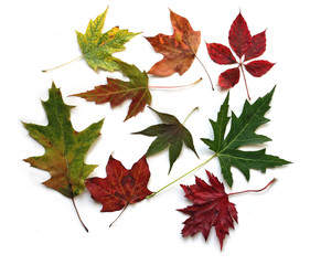 Wall Mural - Maple Leaves