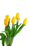 Fototapeta Tulipany - Spring Flowers Tulips