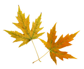 Wall Mural - Two Leaves