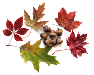 Wall Mural - Autumn Leaves
