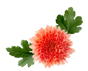 Wall Mural - Orange Hardy Mum