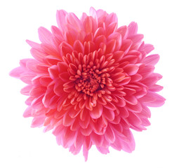 Wall Mural - Hardy Mum Head