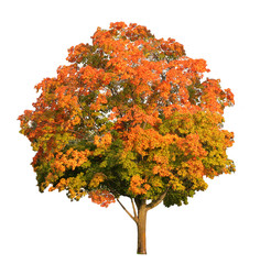 Wall Mural - Sugar maple tree