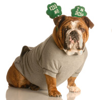 St. Patricks Day - Bulldog Wearing Kiss Me Im Irish Band