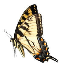 Easter Tiger Swallowtail Butterfly