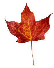 Wall Mural - Maple Leaf