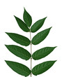 Tree of heaven Leaf