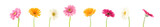 colorful gerbera background