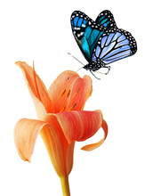 Day Lily And Blue Butterfly