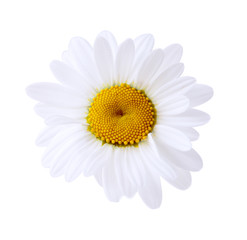 Single Daisy