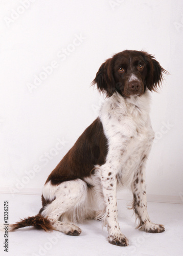 Petit Munsterlander Assis Vu De Profil En Studio Buy This Stock Photo And Explore Similar Images At Adobe Stock Adobe Stock