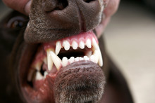 Dog Teeth
