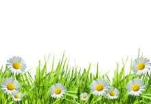 Grass With White Daisies Against A White