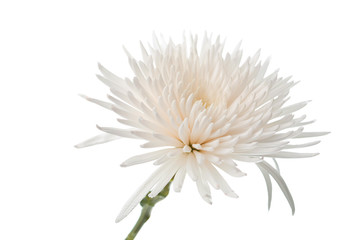 Fotomurales - beautiful white flower isolated