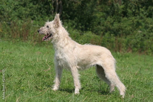 Bouvier Des Ardennes De Profil Dans La Nature Buy This Stock