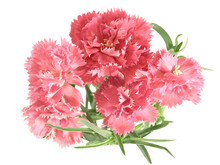 Flower Posy Of Carnations
