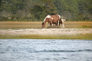 Wall Mural - pony grazing