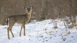 cold yearling