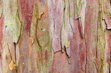 Natural Yew Tree Bark Abstract Background