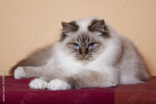 Chat Sacre De Birmanie Allonge De Face Tete Baissee Stock Photo Adobe Stock