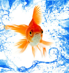 Wall Mural - Gold fish. Isolation on white