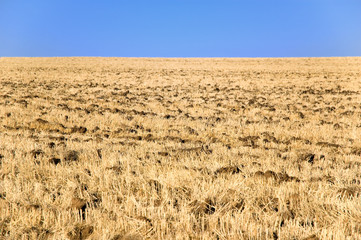 Stubs field after harvest