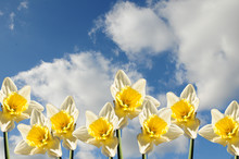 Daffodils Against A Pretty Spring Sky