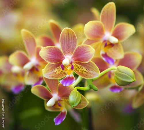 Naklejka nad blat kuchenny Pink Yellow Spotted Orchids Hong Kong Flower Market