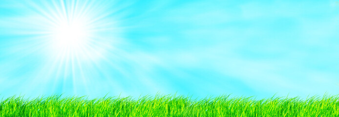 Wall Mural - Green fresh grass on blue sky panorama.