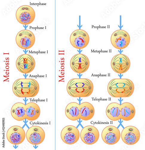 Meiosis of germ cells - Buy this stock illustration and explore similar ...