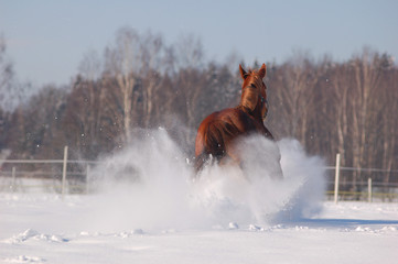 Wall Mural - snow bang made by chestnut horse