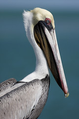 Fototapete - Brown Pelican (pelecanus occidentalis)