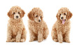three apricot poodle puppy on white background