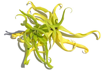 Wall Mural - fleurs d'ylang-ylang