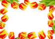 tulips frame