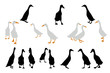 indian runner ducks collection for designers