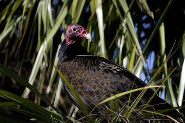 Wall Mural - turkey vulture portrait