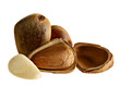Cedar nut