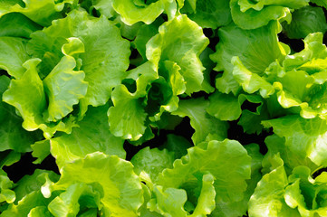 Wall Mural - Italian lettuce leaves