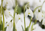 Fototapeta Maki - White snowdrops in the last snow  (Galanthus nivalis)